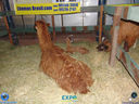 DSC03536.jpg
