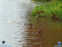 DSC03349.jpg