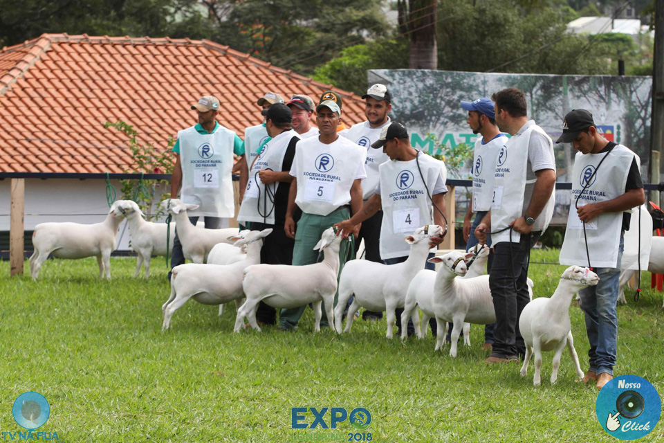 10-04-2018_Julgamento_Ovinos_05.jpg