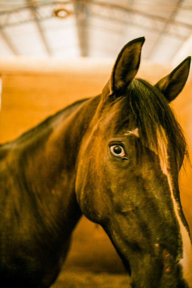 Animais-227.jpg