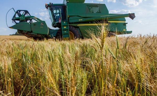 Leilão de trigo irá escoar 50 mil ton da safra do PR