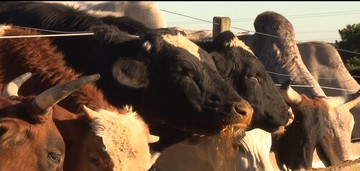 Ladrões roubam quase 100 cabeças de gado de propriedade no Paraná