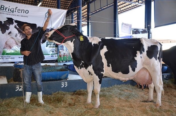 Vaca bate recorde mundial de leite em Uberaba