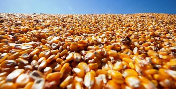 Preços de milho têm recuo incomum no país e aliviam as granjas