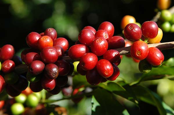 Café de melhor qualidade da nova safra do Brasil começa a chegar ao mercado