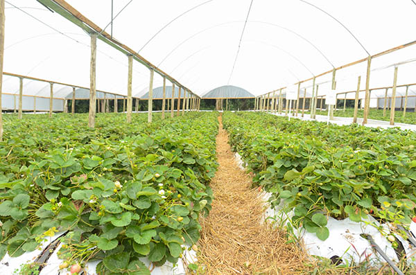São José dos Pinhais é o 2º maior produtor de morango do Paraná