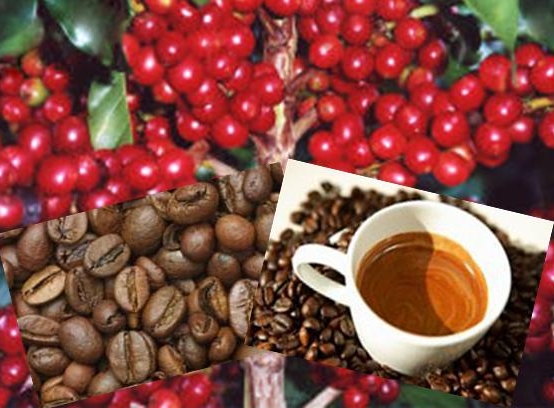 Produtores de cafÃƒÂ©s especiais do ParanÃƒÂ¡ transformam propriedades em empresas rurais