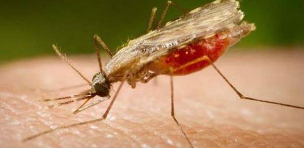 Casos de malária devem crescer 50% no Brasil este ano, mostra pesquisa