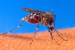 Mistura de 

cal e cloro ajuda no combate ÃƒÂ  dengue