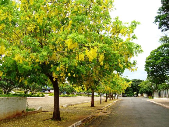 Regiões de Cornélio, Jacarezinho e Londrina terão Curso de Arborização Urbana