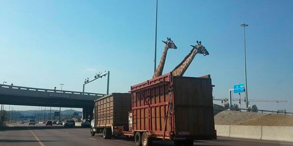 Girafa morre na África do Sul após se chocar contra uma ponte