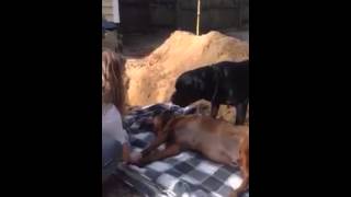 Vídeo emocionante mostra cão desesperado tentando acordar seu irmão morto