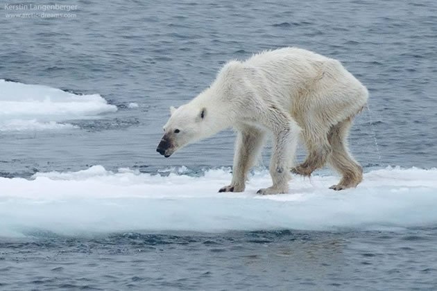 Alemão choca milhares ao exibir foto de urso polar desnutrido