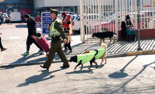 No Chile, a polícia adota cães abandonados para serem os companheiros durante as rondas, veja
