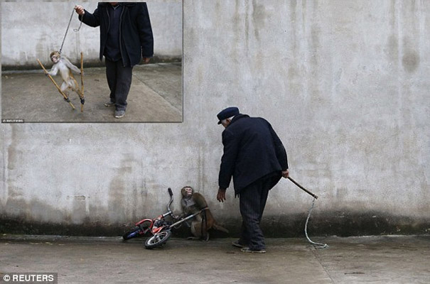 CRUELDADE: Imagens chocantes mostram momento em que macaco se encolhe de medo de treinador cruel em circo