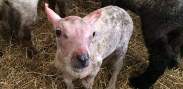 Contra frio: Ovelha rejeitada após nascer sem pelo ganha casaco