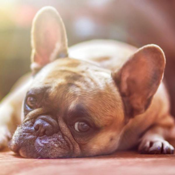 10 coisas que os cachorros odeiam nos humanos