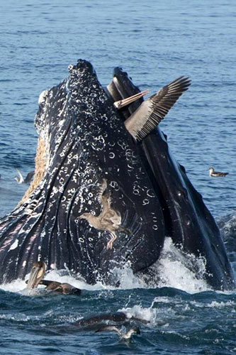 Baleia jubarte salta e abocanha pelicano, mas estranha  "refeição " e liberta a ave