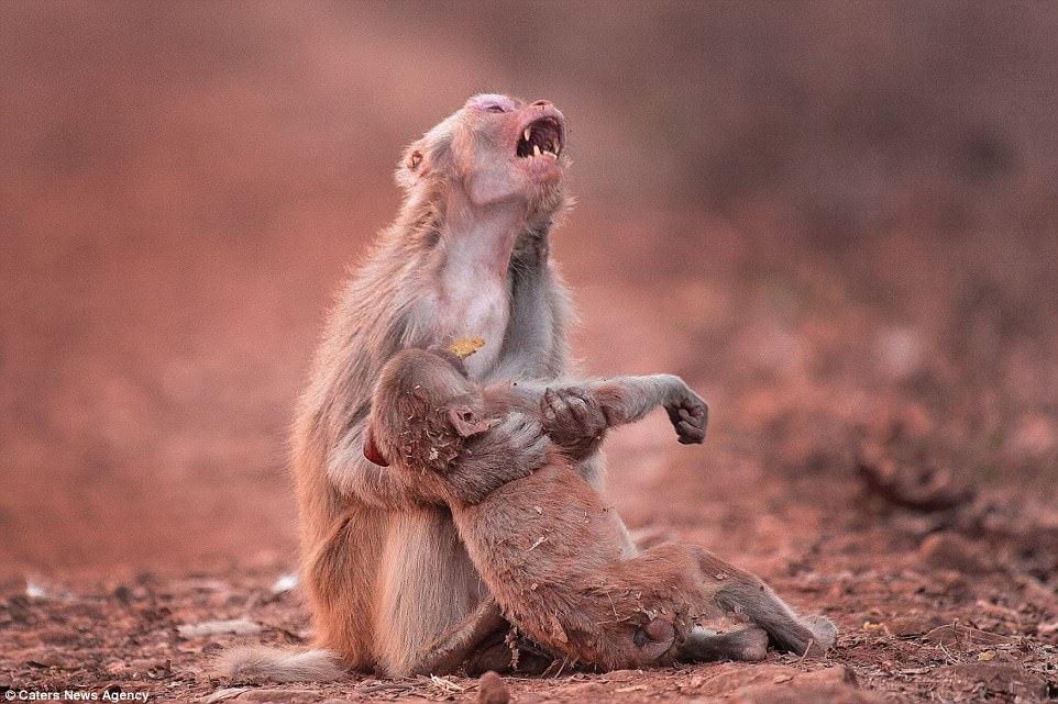 Mãe de um macaco se desespera com mau súbito de seu filhote