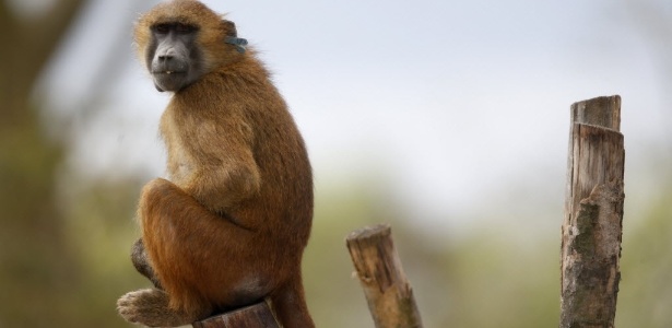 Teste de sobrevivência: Macaco com coração de porco abre espaço para transplante em humano