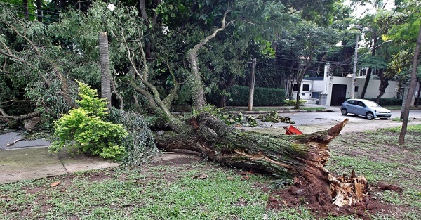 Prefeitura de SP trata como lixo a madeira nobre das árvores caídas