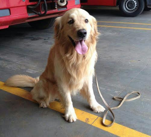 Cão Thor, chega de Curitiba para ajudar nas buscas ao motorista do ônibus desaparecido durante enchente em Rolândia