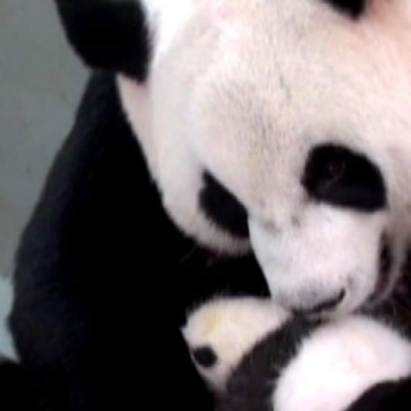 Filhote de panda reencontra a mÃ£e e emociona veterinÃ¡rios