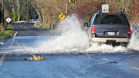 Salmões atravessam rodovia inundada nos EUA; veja vídeo