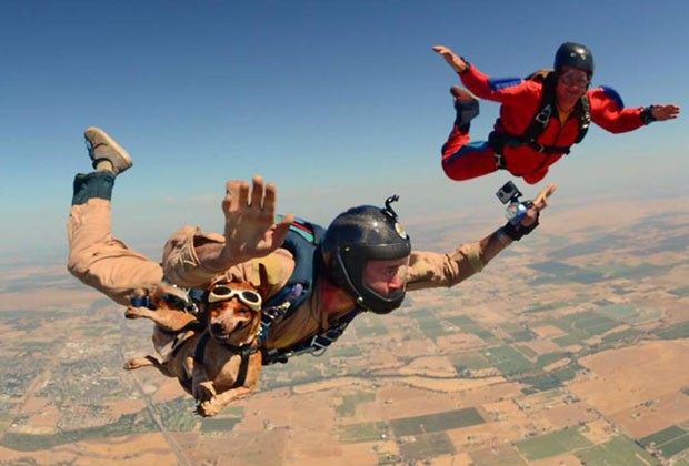 Cão salta com o próprio paraquedas a mais de 3.950 metros de altura nos EUA