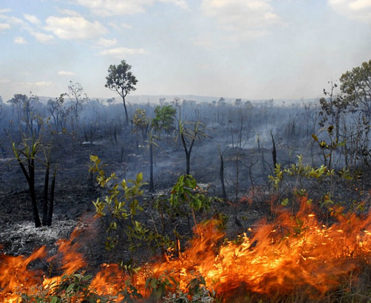 Amazônia que arde