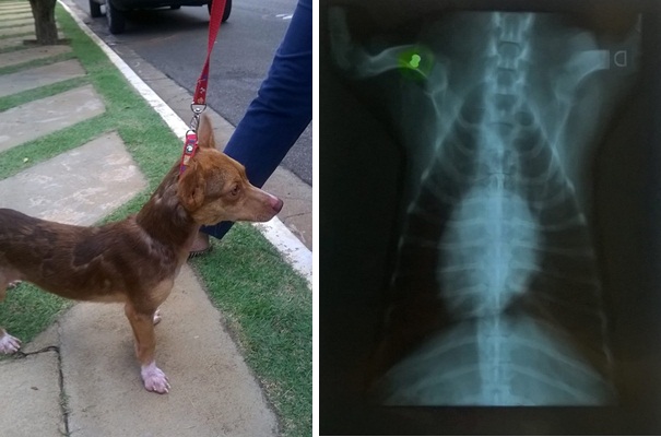 Prefeitura de Bragança Paulista (SP) autua e multa cidadão por atirar com arma de chumbinho em cão