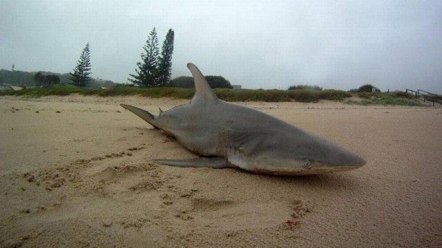 Tubarão aparece encalhado em praia da Austrália após passagem de ciclone