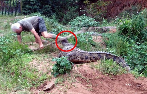 Crocodilo ataca tratador ao tentar separar os ovos