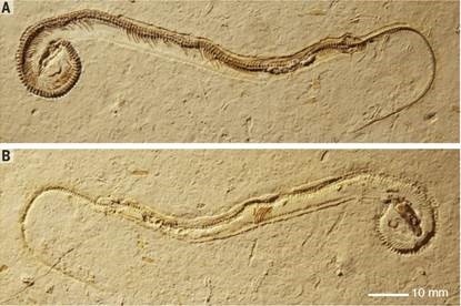  Descoberto no Brasil fóssil de cobra com patas