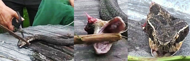 Cabeça de cobra morde e mata homem que preparava para cozinhar sua carne 