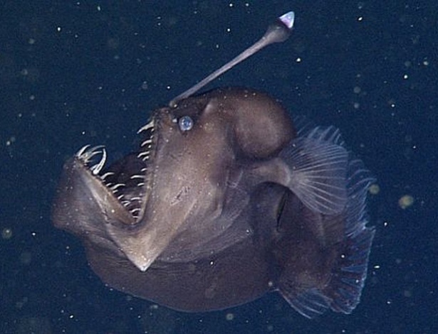 Cientistas captam pela 1ª vez imagens de "diabo negro do mar"