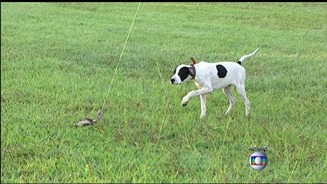Cães são treinados para achar aves que põem em risco voos no Galeão