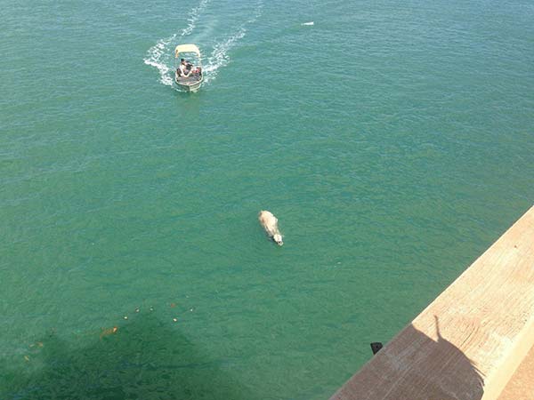 Bezerro se joga na água para tentar fugir da morte