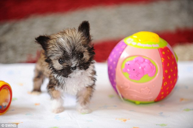 Cãozinho minúsculo que é transportado em gaiola de hamster faz sucesso na web