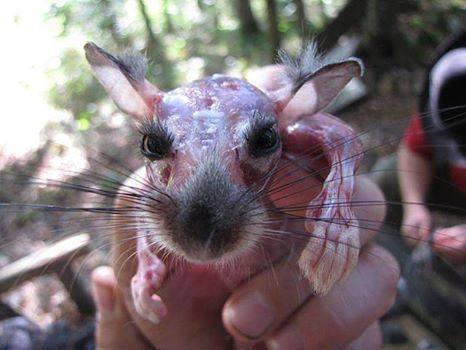 Crueldade Animal: Chinchilas vivas tem peles arrancadas!