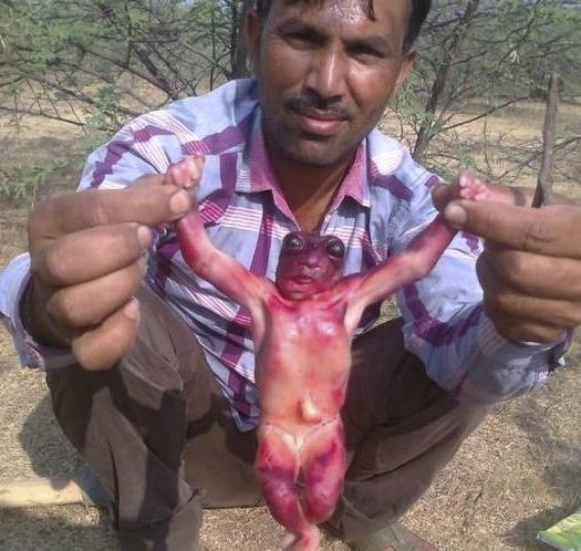 Criaturas bizarras são encontradas na Índia e intrigam moradores