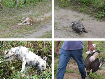 Maldade Humana: Carne envenenada mata mais de 50 urubus e dezenas de cachorros