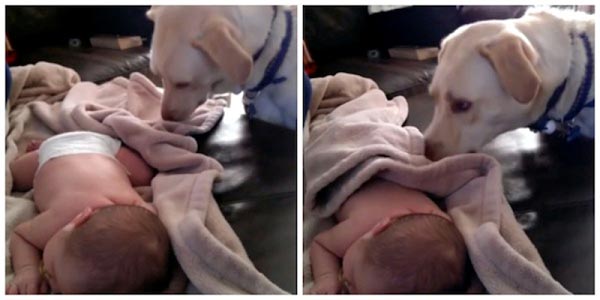 Vídeo mostra cachorro cobrindo bebê