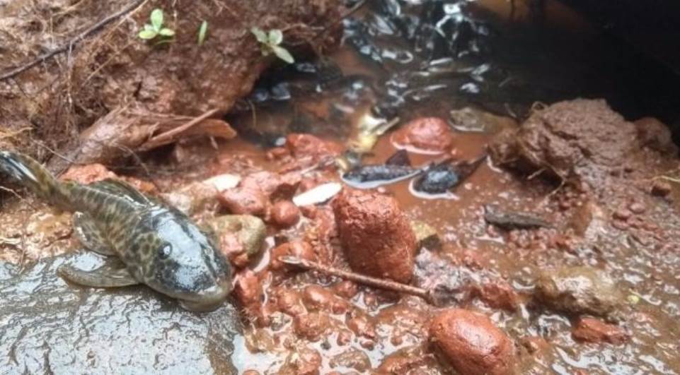 Chuva ácida mata peixes em cidades do Paraná