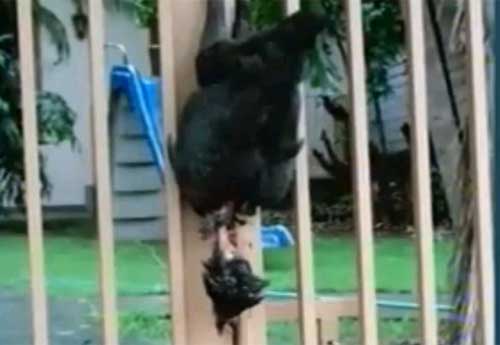 Em Santa Mariana, Prefeito procura polícia após encontrar galinha morta na porta de casa