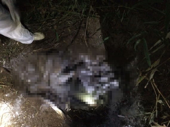 Corpo é encontrado enterrado em mata na região de Londrina