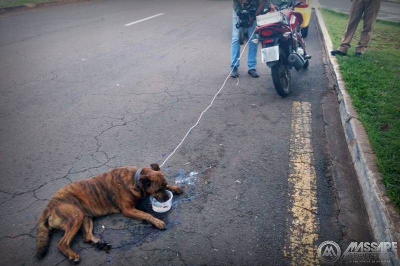 Acusado de maus tratos a cachorro é condenado a pagar multa de R$ 950 