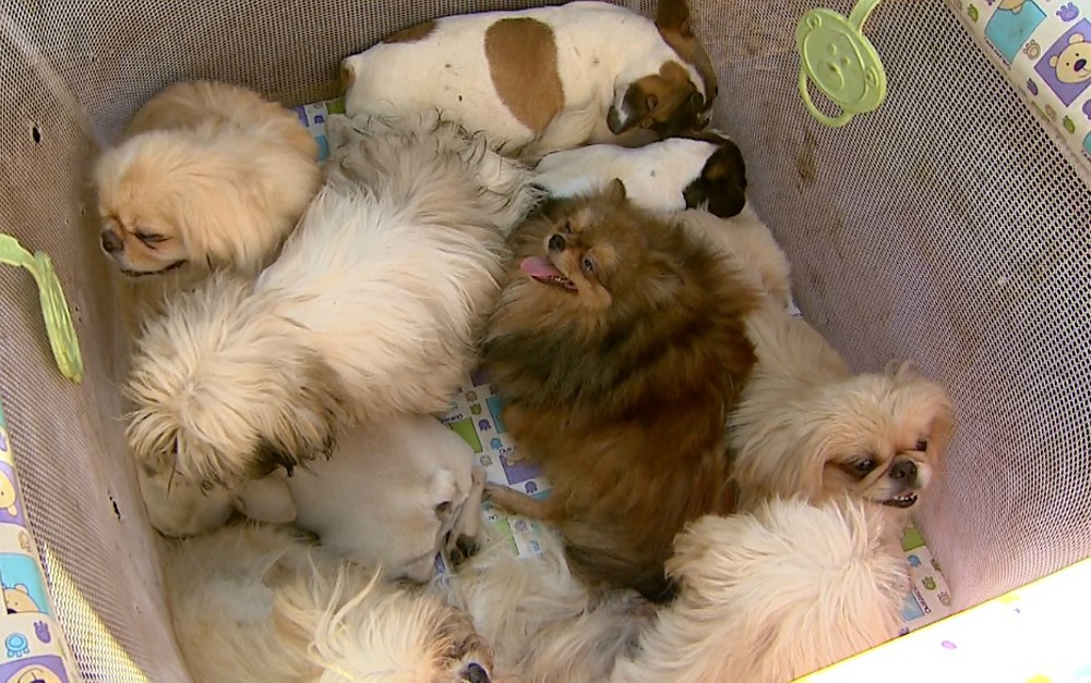 PM de SP resgata 12 cães que moravam em carro com mulher