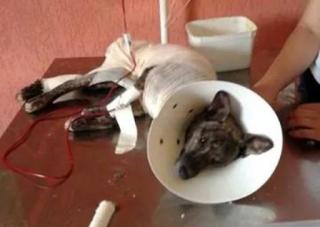 Cão que teve couro arrancado morre e sensibiliza o Paraná 