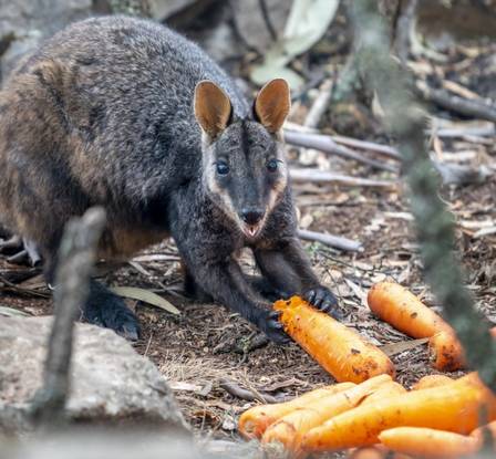 Wallaby come cenoura na Austrália